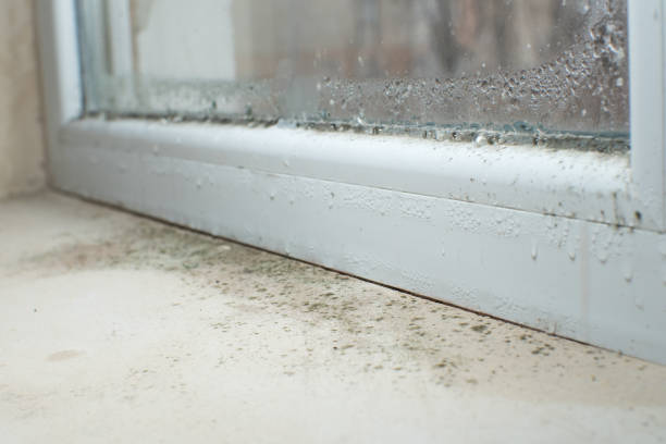  Sioux Center, IA Mold Removal Pros